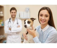 Pet Veterinary care at home - pawpurrfect