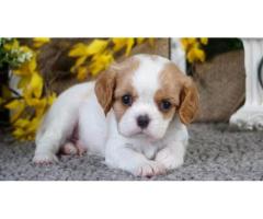 IKE - CAVALIER KING CHARLES SPANIEL PUPPY FOR SALE