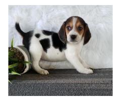 Very Cute Beagle Puppies Puppies For Sale