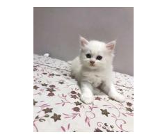 Persian Kitten for sale in Indore