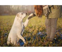 Pet Training Services | Dog Trainer Services | Pawpurrfect