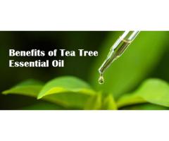 Buy Tea Tree Essential Oil Online | Tea Tree Essential Oil Traders in India From Nashik