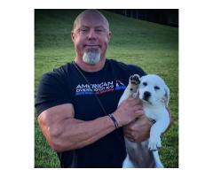 Best Dog Training In Knoxville TN