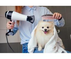 7 Benefits Of Hiring Professional Dog Grooming Services At Home