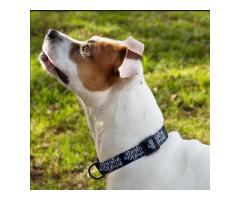 Trendy Dog Collar